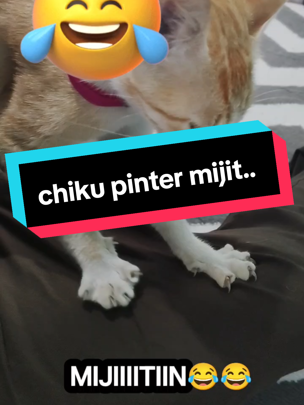 gak nyangka kak.. Si chiku ahli terapi juga😂😂 #kucingoren #kucingviral #kucinglucu #kucingtiktok #kucing 