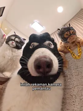 Tandain wajahnya guys 👀 #kucing #cat #catlover #cats #kucinglucu 