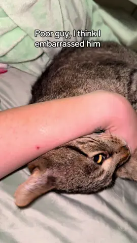 Now I feel bad … #catsoftiktok #cats #tiktok 