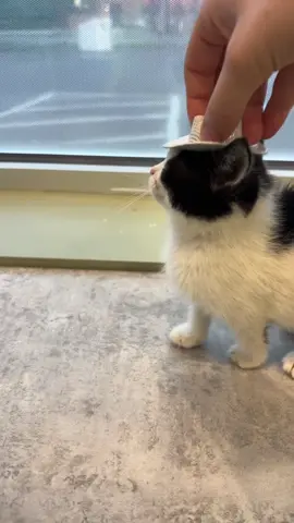My bosses found 3 stray kittens and brought them into work.  He has been adopted and has a loving new home! ☺️ His siblings were already adopted we were waiting for his new dad to come get him. #Kitten #StrayKitten #Cowboy #FYP #ShouldveBeenACowboy