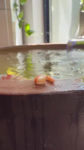 Feeding time is the best time! 🎉 #koi #koifish #fyp #satisfying #feeding 