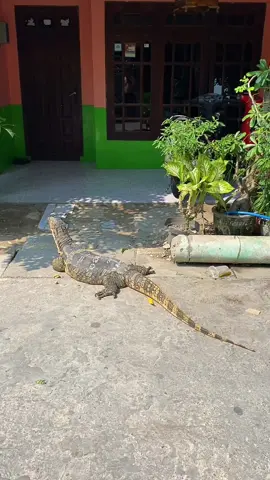 #CapCut #varanussalvator #watermonitorlizard 