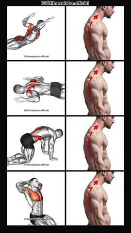 ✅ Exercises for Fix Bad Posture  ① Back Extension  ② Laying Prone W ③ Cat Cow ④ Chest Stretch  3 sets 15 reps 