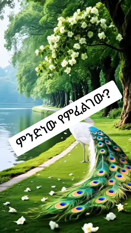 #ኢትዮጵያ_ለዘለዓለም_ትኑር🇪🇹🇪🇹🇪🇹 #ኢትዮጵያ_ለዘለዓለም_ትኑር🇪🇹🇪🇹🇪🇹 