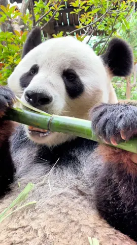 #pandalover🐼 #viralvideos #foryour #panda