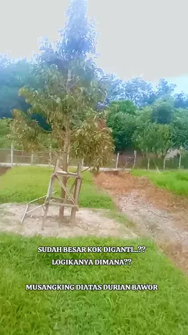 TW MK DIATAS DURIAN BAWOR