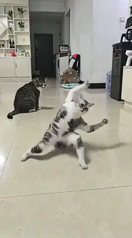 Kungfu cat #xuhuong #cat #kungfu #cutecat #funnyvideos 