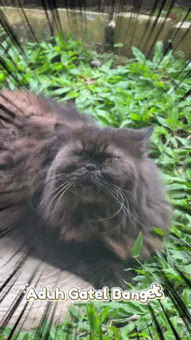 Kecil kecil punya banyak fungsi! oil yang perlu kalian beli dan punya nih dirumah! #catlover 