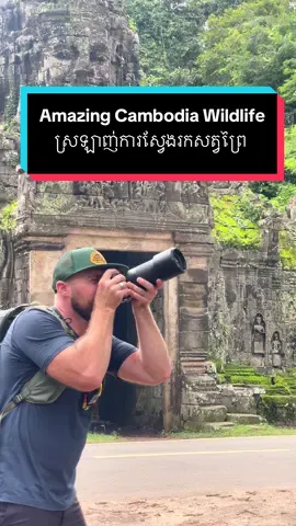 Love searching for Cambodia Wildlife! ស្រឡាញ់ការស្វែងរកសត្វព្រៃ #cambodiawildlife #angkorwatcambodia #siemreap 