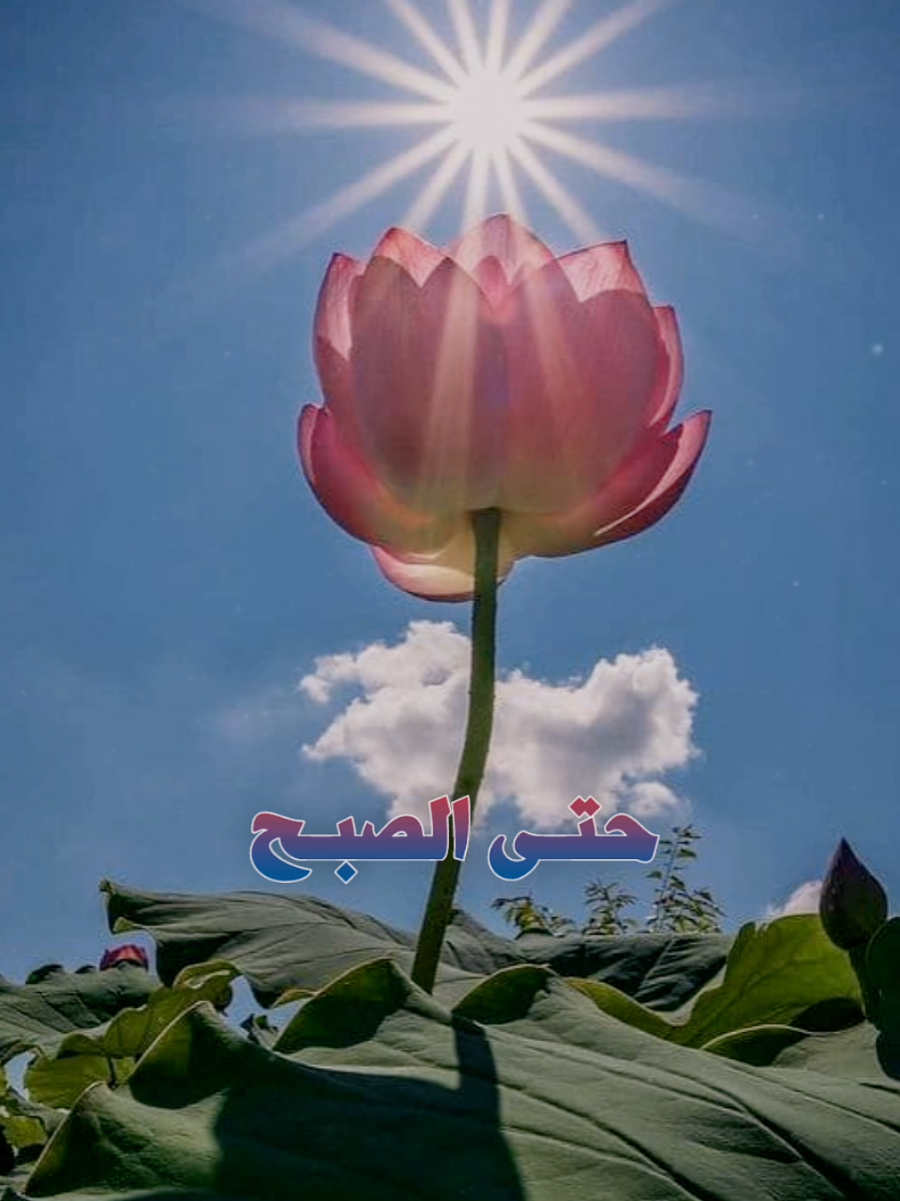 #مابال_عينك_حتى_الصبح_لم_تنم#أناشيد_بدون_موسيقى_نشيد_أكسبلور_ترند 