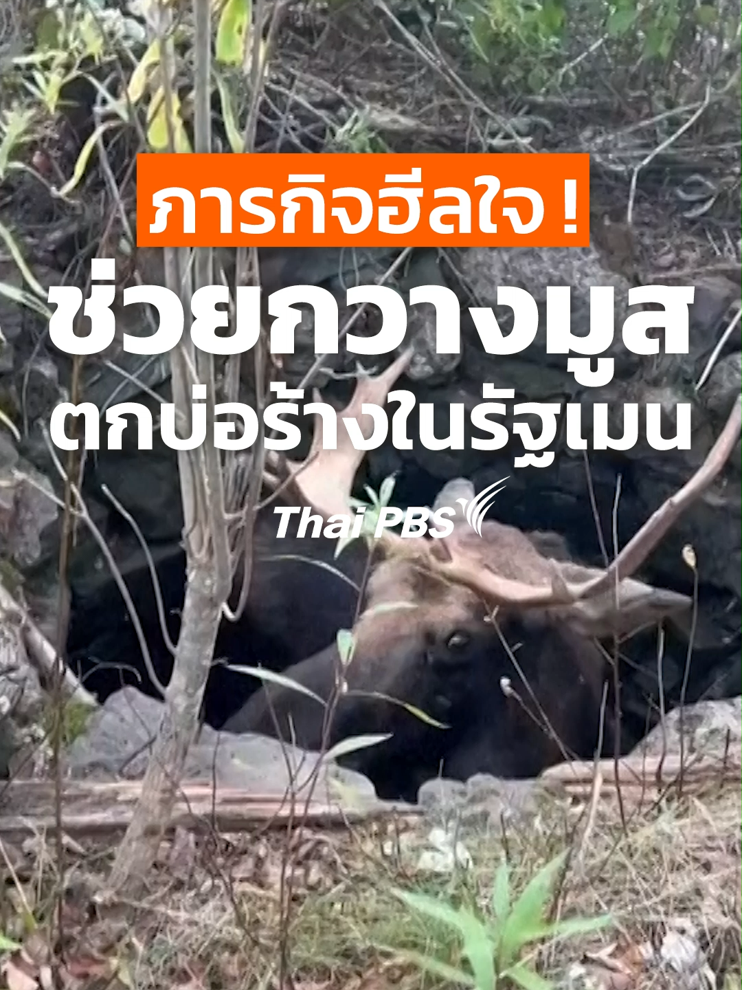 🦌 ดูแล้วใจฟู ! เจ้าหน้าที่ป่าไม้ในรัฐเมนได้ช่วยเหลือกวางมูสตัวหนึ่งที่ตกลงไปในบ่อลึกเกือบ 3 ม. แม้จะมีอุปสรรค แต่กวางมูสตัวนี้ก็ขึ้นมาจากบ่อได้อย่างปลอดภัย . 🇺🇸 เรียนรู้เรื่อง ‘กวางมูส’ และท่องเที่ยวในสหรัฐฯ ไปพร้อมกันในรายการ  ‘A Life on the Road ถนน คน ชีวิต’ ตอน Big Bull กวางที่ใหญ่ที่สุดในโลกใหม่ ชมย้อนหลังที่ YouTube ของ #ThaiPBS