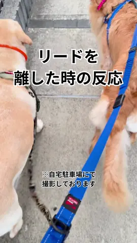 リードを離した時の様子を動画にしました。 #ラブラドールレトリバー  #ゴールデンレトリバー  #大型犬のいる暮らし 
