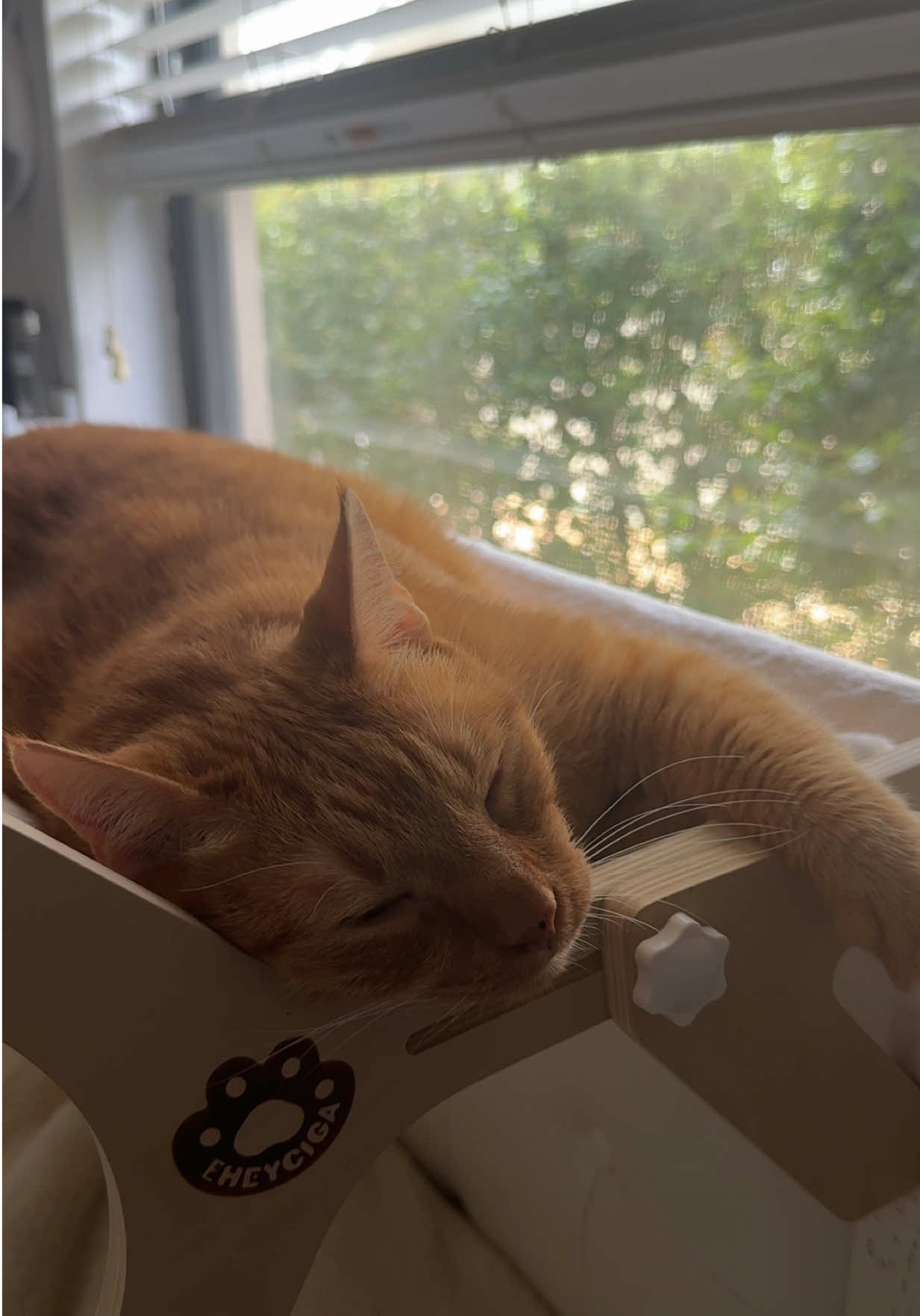 This cat window perch by @EHEYCIGA ect for sleepy cats 🐾🪟 * Sturdy Material and Structural Integrity * Double-Sided Machine-Washable Cover * Easy Assembly * Spacious and Adjustable * Versatile Application- can be placed on window Sills, on your bed, cabinets or floor. #cats #sleepycat #fyp #ad 
