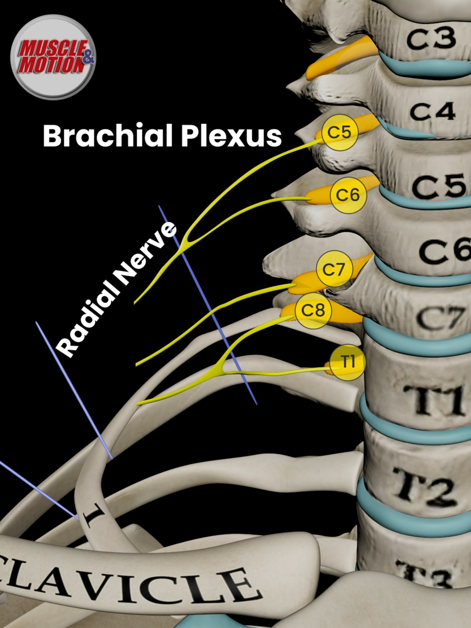 🚨 New on Muscle and Motion! 🚨 The Brachial Plexus explained like never before! With crystal-clear explanations and stunning 3D animations, every nerve branch and pathway comes to life. No more jumping between multiple sources—we’ve done the work for you. From motor innervation to sensory innervation, explore every nerve with unmatched detail. This video is part of the Theory section and is available across all our apps. Main menu > Theory > Nerves Anatomy. Muscle and Motion makes anatomy simple, accurate, and unforgettable, whether you're a student, teacher, or professional. 📲 Download the Muscle and Motion apps today and start learning smarter, faster, and deeper! #muscleandmotion #anatomy #brachialplexus #nerves #nervoussystem #neuroanatomy #peripheralnerves #neurophysiology #physiotherapy #medicalstudents