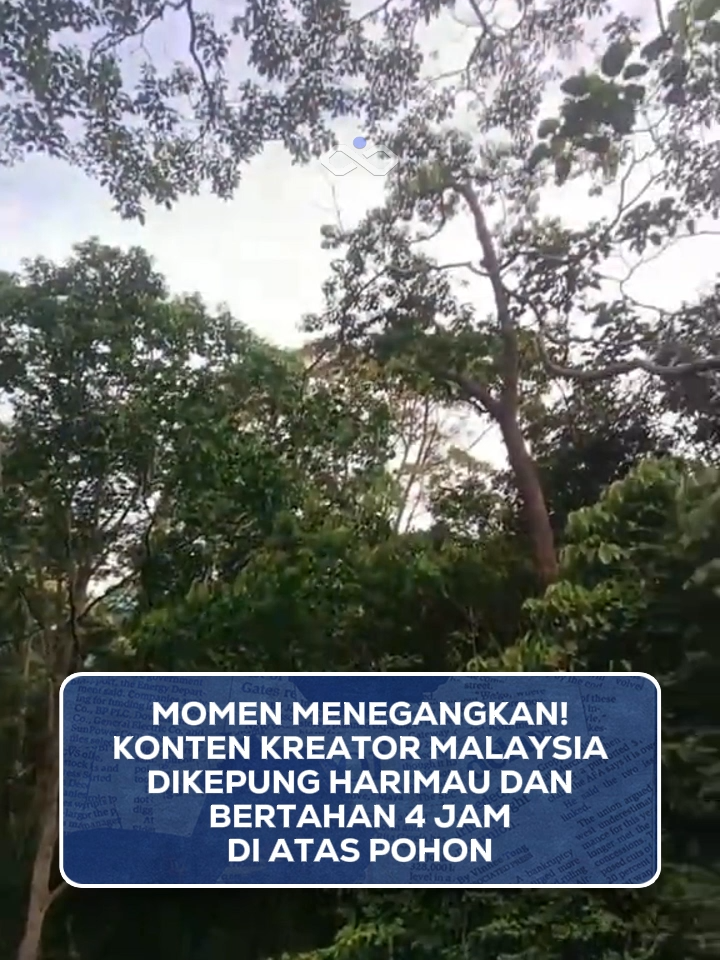 Konten kreator asal Malaysia, Fahad Mk, mengalami pengalaman menegangkan saat menjelajah hutan. Ia terpaksa bertahan hampir 4 jam di atas pohon karena dikepung seekor harimau yang muncul dari semak-semak. 🐅🌳 Dalam unggahannya di TikTok, Fahad bercerita bagaimana ia berusaha tetap tenang, mengamati gerak-gerik harimau, bahkan membuat suara-suara untuk mengalihkan perhatian sang predator. “Dia sedang bersembunyi dan sedang perhatikan gerak-geri saya hanya menunggu masa untuk serang hendap,” tulisnya. “Andai kau lapar sabarlah bila aku penat aku pasti turun kerana aku juga lapar,” lanjutnya. Fahad dikenal sering membuat konten penuh tantangan di hutan, tapi kali ini ia mengaku pengalaman tersebut jadi pelajaran berharga yang sulit digambarkan dengan kata-kata. Kalau kamu, berani nggak masuk hutan sendirian? 🤔 . . . [ fahad.mk_ ] #InfinityFeeds #Malaysia #Harimau