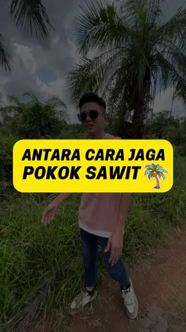 Cari servis sawit Johor?   Bersih kebun, jual sawit, baja & tanam sawit semua ada!   📍Cover area: Rengit / Tampok / Senggarang / Sedenak / Benut / Segamat / Ayer Baloi / Layang-Layang #johorsawitservice #bersihkebun #rengitjualsawit #jualbenihsawit #sawitjohor 