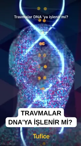 Travmalar DNA’ya işlenir mi? Bilim son yıllarda epigenetik denen bir alanla bu sorunun peşinde. Araştırmalara göre yaşadığımız büyük stresler ya da travmalar, genlerimizin işleyişini etkileyebiliyor. Yani sadece bizde kalmıyor, sonraki nesillere de aktarılabiliyor. Holokost’tan kurtulanların torunlarında görülen stres bozuklukları, bunun en çarpıcı örneklerinden biri. Demek ki acılar sadece hatıralarda değil, bedenimizin derinliklerinde de iz bırakabiliyor. Ama aynı şekilde, iyileşme ve farkındalık da bu zinciri değiştirebilir. Peki sen ne düşünüyorsun? Travmalar sadece ruhumuzda mı kalır, yoksa genlerimize de yazılır mı? Bu yolculuk ilgini çekiyorsa, birlikte daha fazlasını keşfedelim. #travma #dna #epigenetik #psikoloji #bilim    