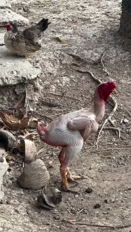 ini ayam kah #fypシ゚ 
