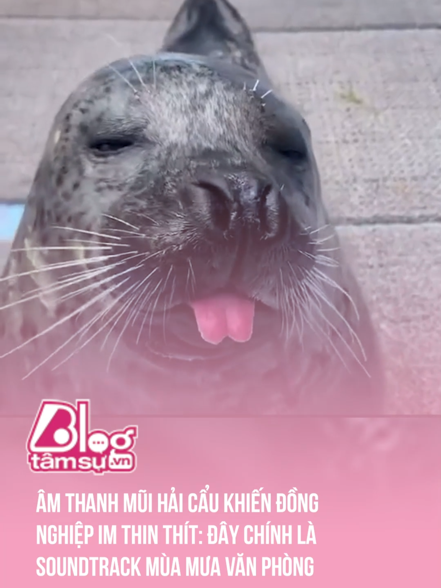 Dân văn phòng mỗi khi vào mùa mưa 😒 #btsmedia #blogtamsu #discovery #khampha #video #viral #videoviral #trending #xuhuong #clips #facts #fact #khoanhkhac #explore #explorer #exploration #wow #funny #funnyvideo #funnyvideos #animal #animals