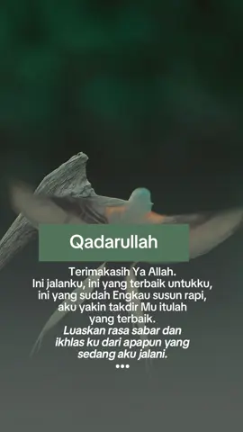 #🤍🕊️ 