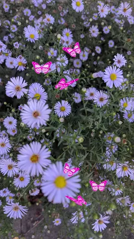 صباح الخير صباح الورد صباح الجوري صباحكم ورد وياسمين ❣️💞🌹 فيروز فيروزيات فيروز الصباح 🌸🌷🌺🌹 سلملي عليه ❣️💞🤍🥰😘😍🕳️ #صباح_الخير 🎶🕳️🌺🌷🌸💕🎼 #صباحكم_أحلى_صباح 💫😊😚💥 #صباح_الورد ❤️🌹❣️💞🥹🌟🇱🇧 #فيروزيات_الصباح 😘🥰❤️‍🔥💐🔥 #فيروزيات  ✨🌟😘😊☺️🥹😌