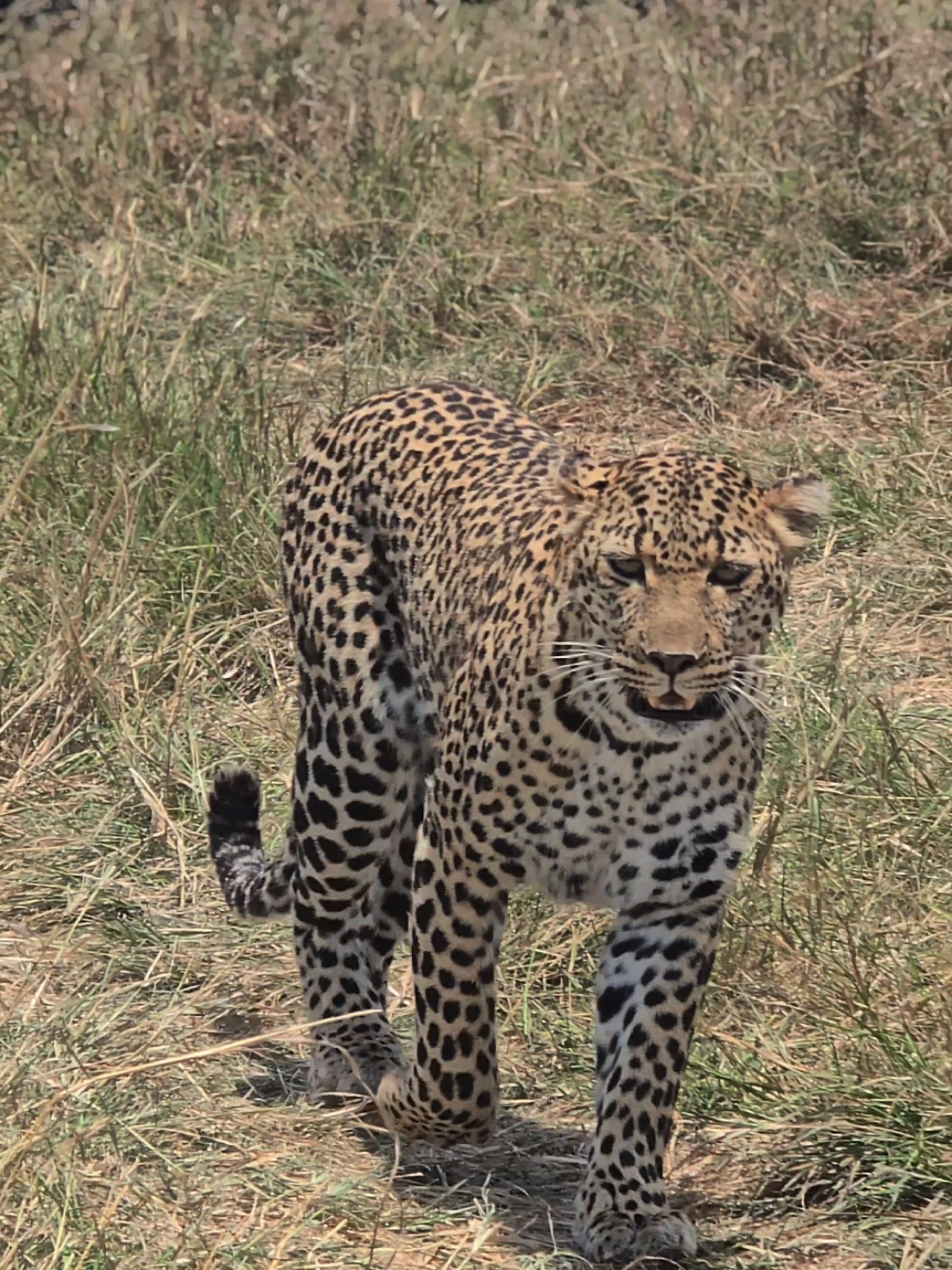 The Elusive 🐆 BigCat of Maasai mara kenya 🇰🇪  #wildlife #travelphotography #naturephotography #travel #nature 
