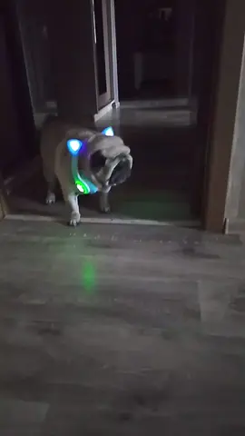 #pug 