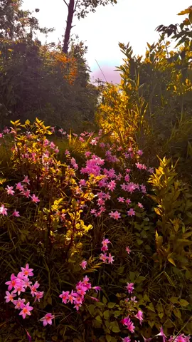 Aesthetic nature #nature #wildflower #peace #naturevibe #tribalrain