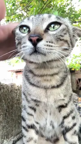 #hajimi #cats #xuhuong 