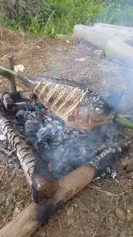 Bahaya mengkonsumsi ikan nila, Apa iya ?? 🙆🙄 #ikan #fyp #fypage #jangkauanluas #viral 