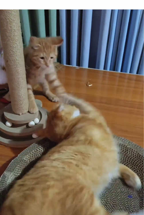 Orange kitten core. 