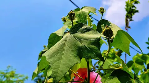 Awas ngeLag .. 🥰🥰🙏🙏#foryou #bojonegoro24jam #masukberandafyp #redminote13pro5g #fypp #fyppppppppppppppppppppppp #aesthetic #senjaaesthetic #cinematic #jj #colorgrading #fypシ゚ #cinematicaesthetic