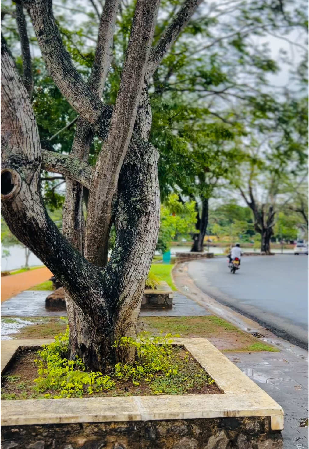 සුදු සියපත් දෝත දරා රන්තාලිය වැව 🥶 🤍 #trending #fyyyyyyyyyyyyyyyy #kurunagala #ranthaliya_lake 