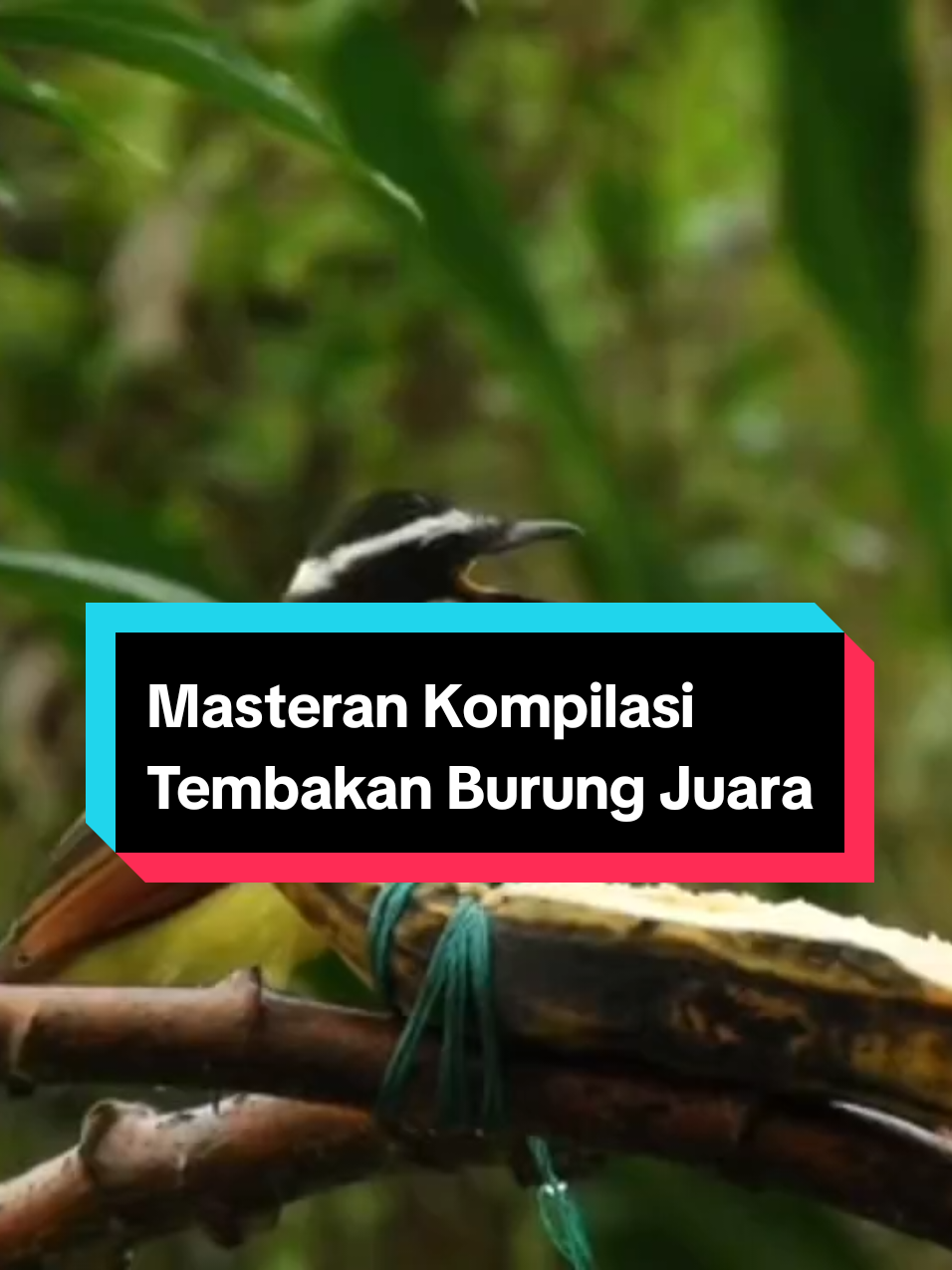 Maateran kompilasi tembakan Burung Pelatuk, Lovebird dan Kenari.  #masteranburung #masteranburungjuara #masteranmuraibatu #masterantembakankasar #kicaumania 