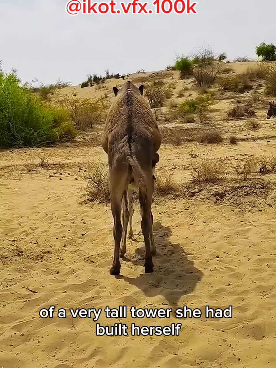 donkey videos 🤣🤣🤣 #donkey #fyp #ikot.vfx.100k