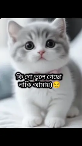 #🥹🥹😭😭😭😢😢😢😢😭😭😭  #foryou??plzzzzzzzzzzzzzzzzzzzz  #saport___me💙😘plz😘 