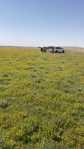 #حفرالباطن #رفحاء #البر 
