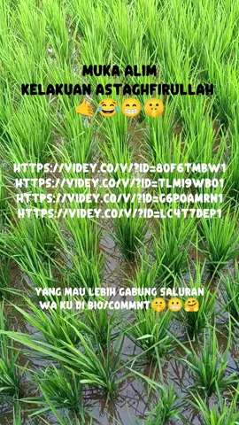 #fyp #linkvidey #saluran #saluranwa #gudangvidey 