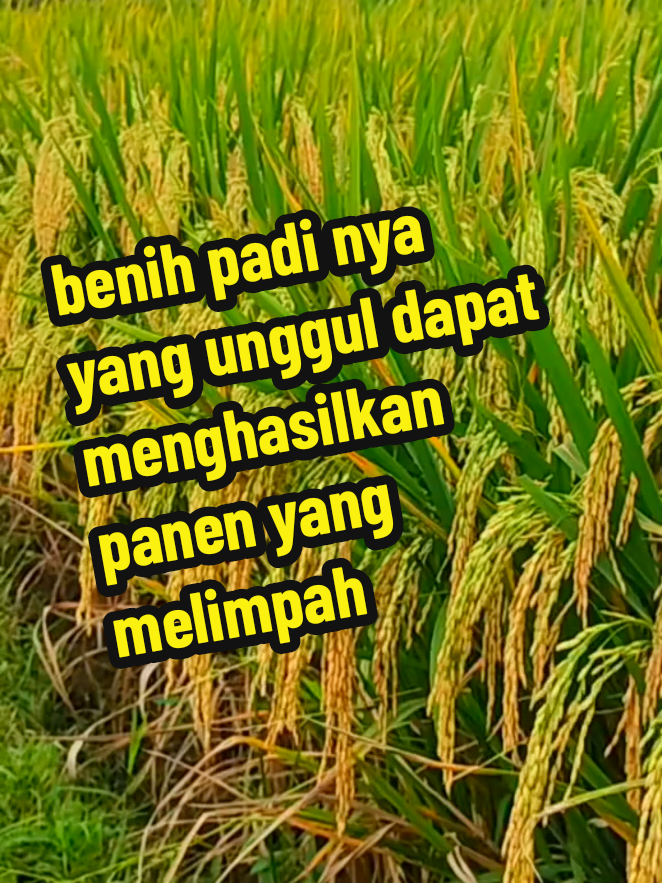 bukan pemupukan atau pestisida nya yang bagus hanya bibit saja yang unggul #benihpadi #benihpadithailandjumbo 