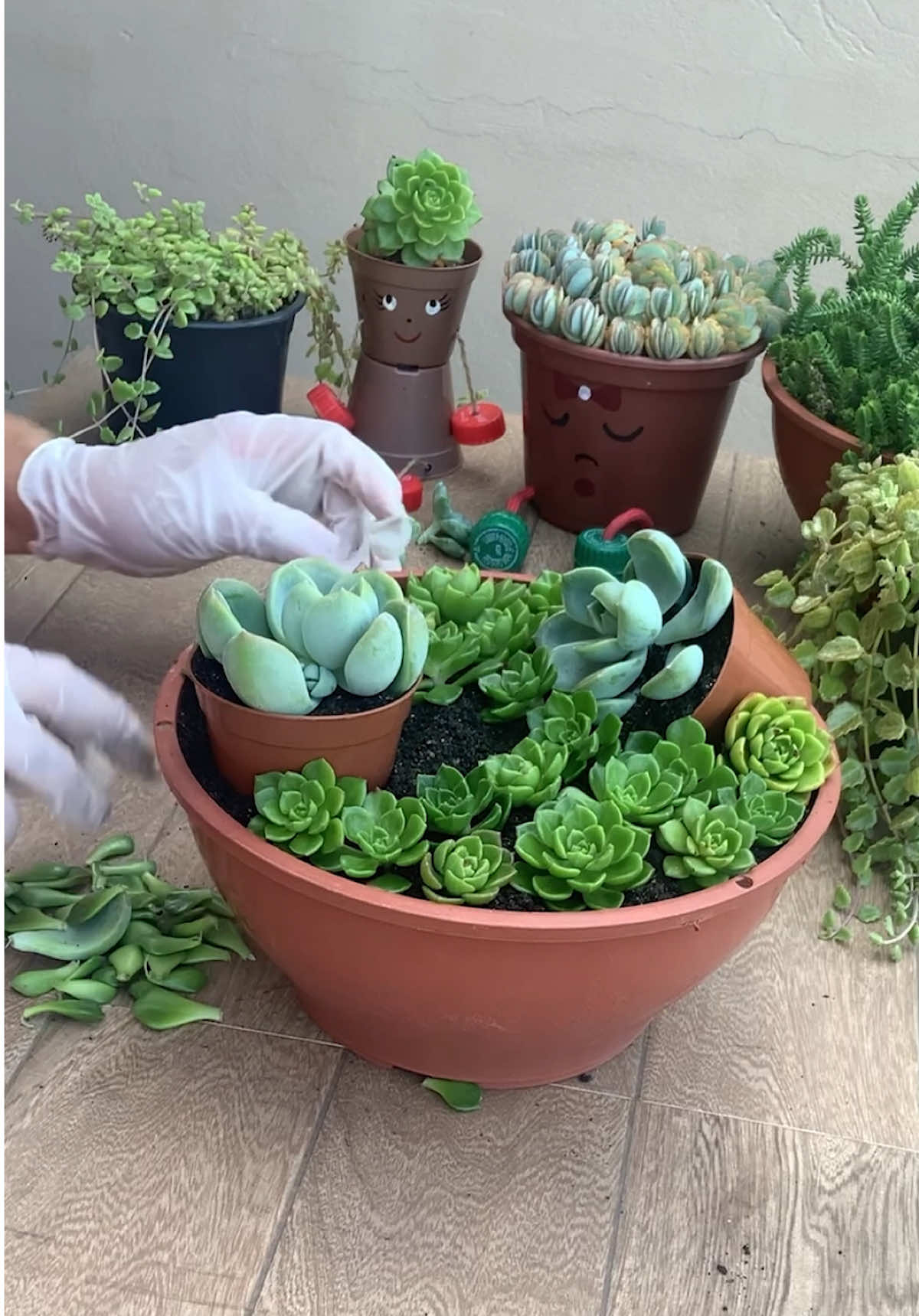 Beautiful ideas for your succulents 🌿 #succulents #suculentas #DIY #plants #gardening