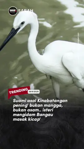 Suami tetap tidak menghampakan isteri tercinta' Seorang suami di Kinabatangan kini pening kepala gara-gara permintaan luar biasa isterinya yang sedang hamil. Bukan mangga muda, bukan asam jawa, tetapi mengidam “bangau masak kicap”. Menurut si suami, sejak minggu lalu isterinya selalu menyebut nama burung bangau setiap kali masuk dapur. Katanya, bau kicap tumis bawang akan jadi “sempurna” kalau ada bangau. “Pening sudah saya. Mana mau cari bangau? Ini bukan ayam kampung atau ikan bilis boleh beli di tamu,” katanya sambil ketawa kecil, namun tetap risau kerana tidak mahu menghampakan isteri.