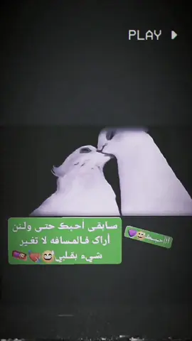 أحـبـكك😅💘 .  .  #يصعد😅؟  .  .  #تصميم_فيديوهات🎶🎤🎬  #تصميم_فيديوهات🎶🎤🎬  .  .  #الشعب_الصيني_ماله_حل😂😂  .  .  #عباراتكم_الفخمه📿📌 