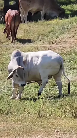 Who said cows aren’t clever?🤔This one deserves a diploma🎓😂#nature #cow #Animals #edit #fouryou 