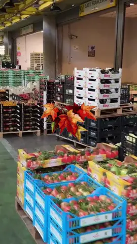 🍁l’inizio dell’autunno porta un cambio di prodotti, soprattutto locali, a Veronamercato… #fruttafrescadistagione #fruttafresca🍊🥝🍈🍍🥑🍇🍐 #mercato #fruttaeverdura #spesa 