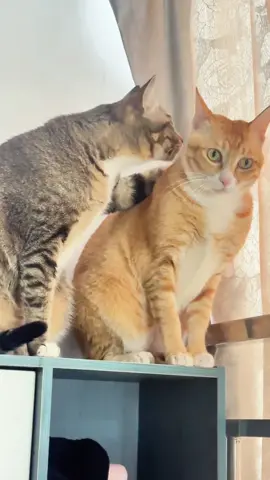 Cat's powerlessness😿 #Cat#Cats#Kitten#Kittens#Meow