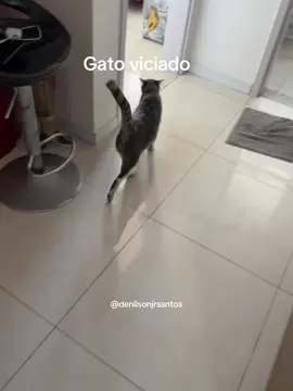 #viral #viralvideos #gato #gatos #gatostiktok 