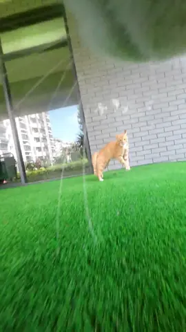 Maxwell is so slow that he can't even catch up with the smallest orange cat in his family.#cats 