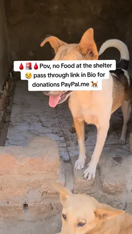 🩸🚨🩸🚨How will I tell them we a barely getting donations for help @เซนย่า @Ri 