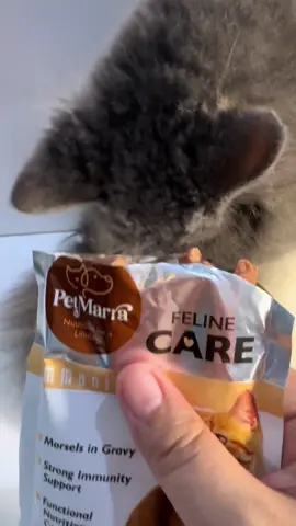 Bet ng bet ng cat kong si Zoro itong bagong wetfood from Petmarra. #catfood #wetfoodforcats #catfoodrecommendation 