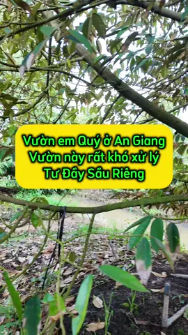 Cách Tư Đầy Sầu Riêng kéo cơi đọt và làm bông cho vườn sầu riêng hơi yếu lá. anh em cùng tham khảo nhé #simorganic #tudaysaurieng 